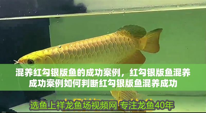 混養紅勾銀版魚的成功案例，紅勾銀版魚混養成功案例如何判斷紅勾銀版魚混養成功