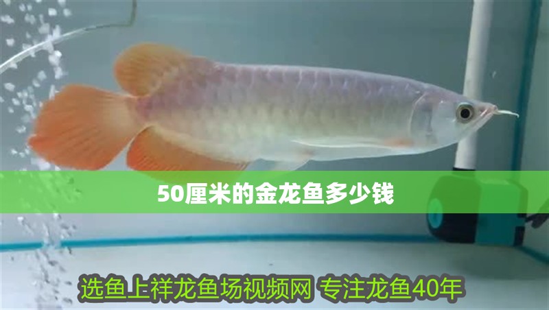 50厘米的金龍魚多少錢