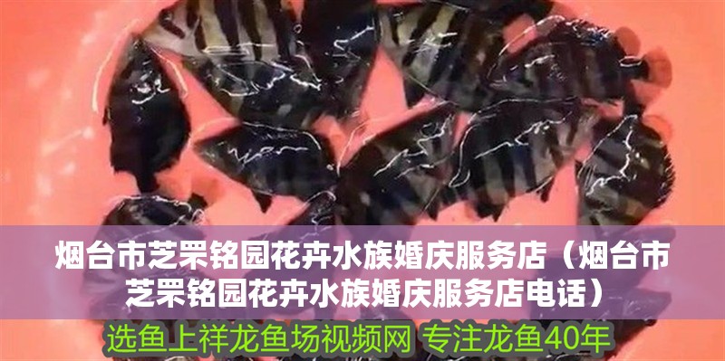 煙臺市芝罘銘園花卉水族婚慶服務店（煙臺市芝罘銘園花卉水族婚慶服務店電話）