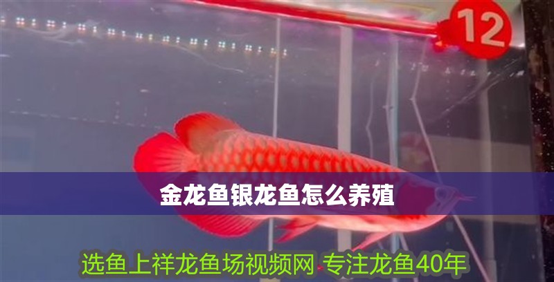 金龍魚銀龍魚怎么養殖