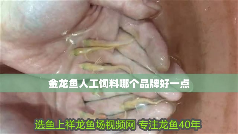 金龍魚人工飼料哪個品牌好一點