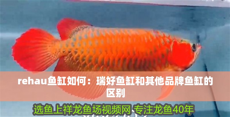 rehau魚缸如何：瑞好魚缸和其他品牌魚缸的區(qū)別