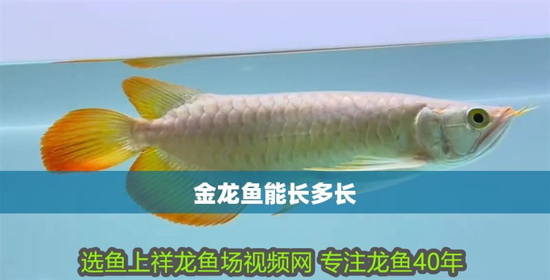 金龍魚能長多長
