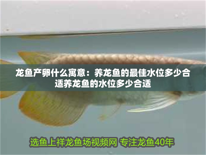 龍魚產卵什么寓意：養龍魚的最佳水位多少合適養龍魚的水位多少合適