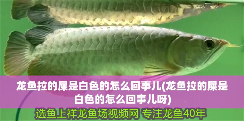 龍魚(yú)拉的屎是白色的怎么回事兒(龍魚(yú)拉的屎是白色的怎么回事兒呀)