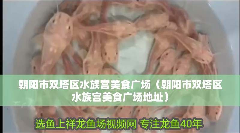朝陽市雙塔區水族宮美食廣場（朝陽市雙塔區水族宮美食廣場地址）