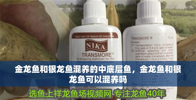 金龍魚和銀龍魚混養的中底層魚，金龍魚和銀龍魚可以混養嗎