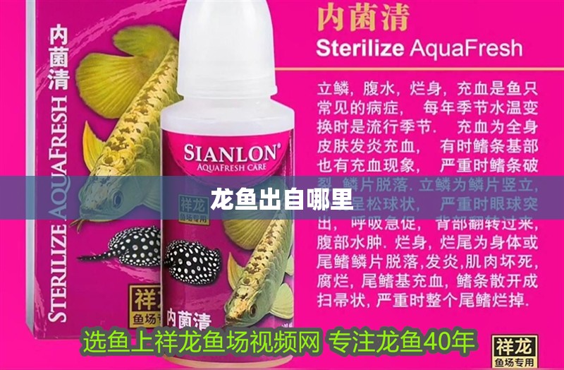龍魚出自哪里
