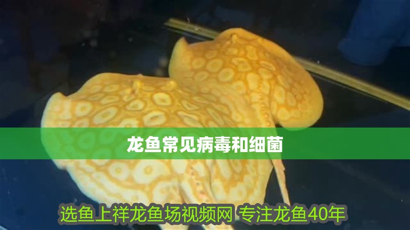 龍魚常見病毒和細(xì)菌