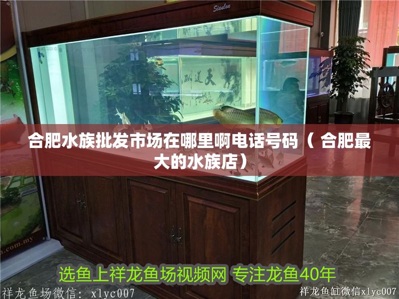 合肥水族批發市場在哪里啊電話號碼（ 合肥最大的水族店）