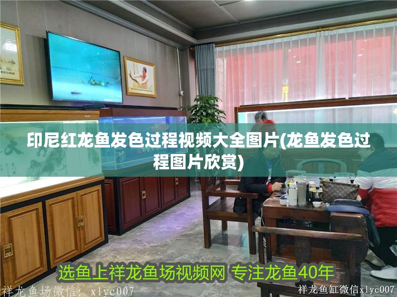 印尼紅龍魚發色過程視頻大全圖片(龍魚發色過程圖片欣賞)
