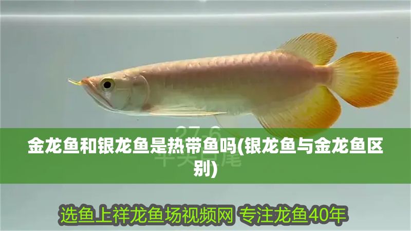 金龍魚和銀龍魚是熱帶魚嗎(銀龍魚與金龍魚區(qū)別)