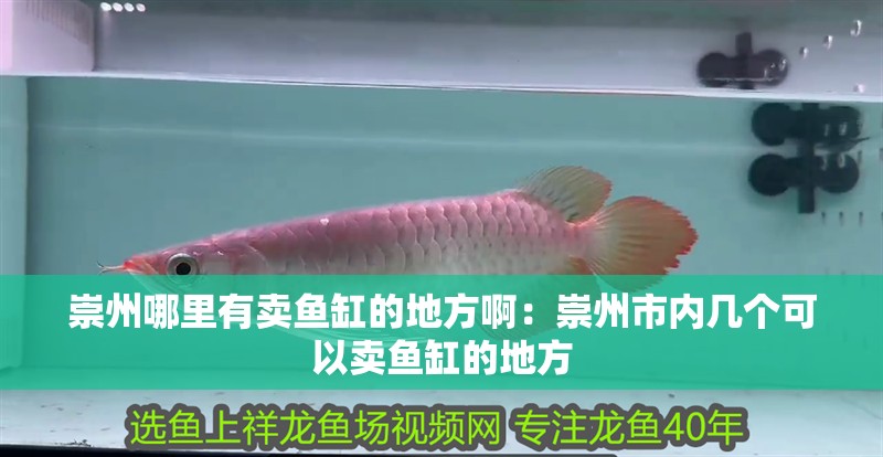 崇州哪里有賣魚缸的地方啊：崇州市內幾個可以賣魚缸的地方