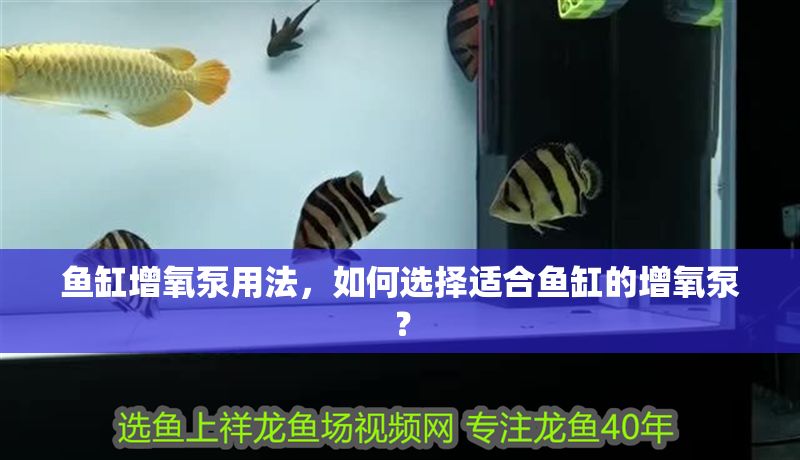 魚缸增氧泵用法，如何選擇適合魚缸的增氧泵？