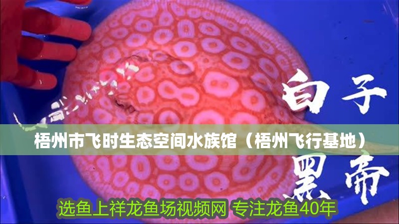 梧州市飛時生態空間水族館（梧州飛行基地） 梧州市飛時生態空間水族館（梧州飛行基地） 全國水族館企業名錄 第2張