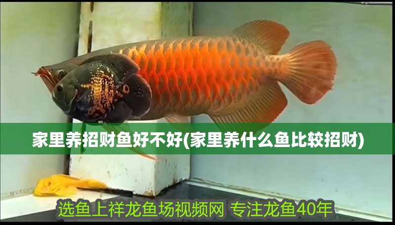 魚缸用增氧泵價格是多少:魚缸增氧機-xtrac增氧機-xtrac增氧機 家里養招財魚好不好(家里養什么魚比較招財) 紅龍魚百科 家里養招財魚好不好(家里養什么魚比較招財) 家里養招財魚好不好(家里養什么魚比較招財) 紅龍魚百科