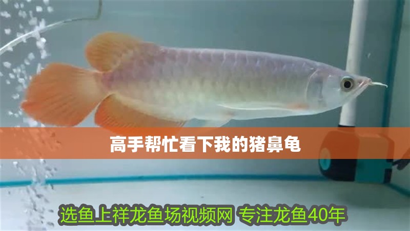 魚缸用增氧泵價格是多少:魚缸增氧機-xtrac增氧機-xtrac增氧機 高手幫忙看下我的豬鼻龜 豬鼻龜百科 高手幫忙看下我的豬鼻龜 高手幫忙看下我的豬鼻龜 豬鼻龜百科
