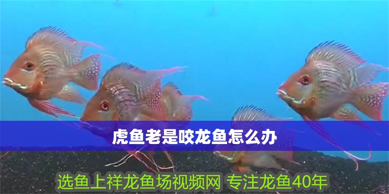 虎魚老是咬龍魚怎么辦 虎魚老是咬龍魚怎么辦 龍魚百科 第2張