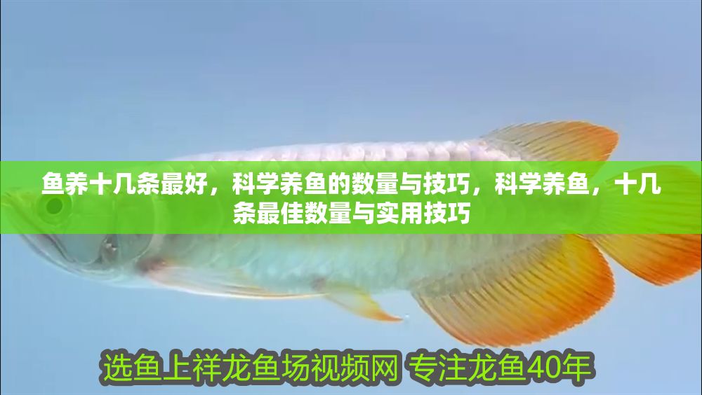 魚養十幾條最好，科學養魚的數量與技巧，科學養魚，十幾條最佳數量與實用技巧