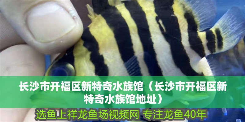 長沙市開福區新特奇水族館（長沙市開福區新特奇水族館地址）