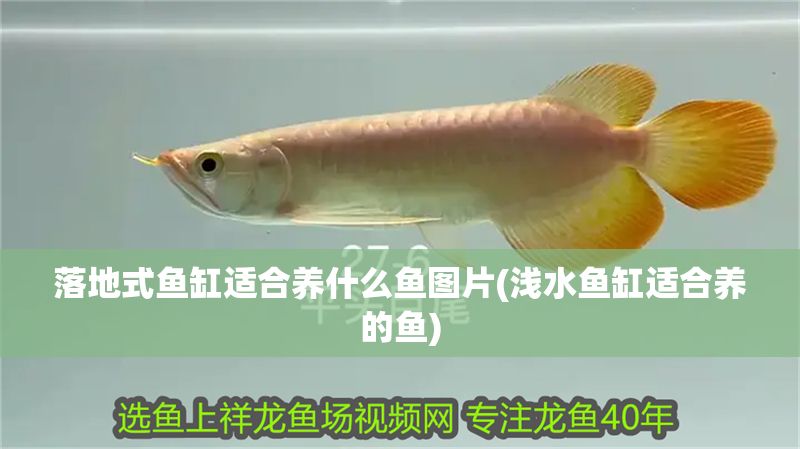 落地式魚缸適合養什么魚圖片(淺水魚缸適合養的魚)