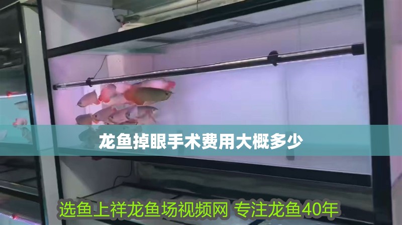 龍魚掉眼手術費用大概多少