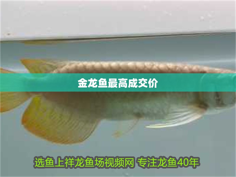 金龍魚最高成交價