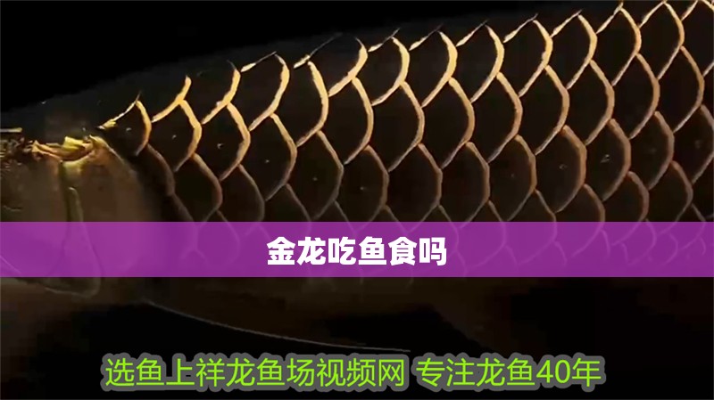 金龍吃魚食嗎