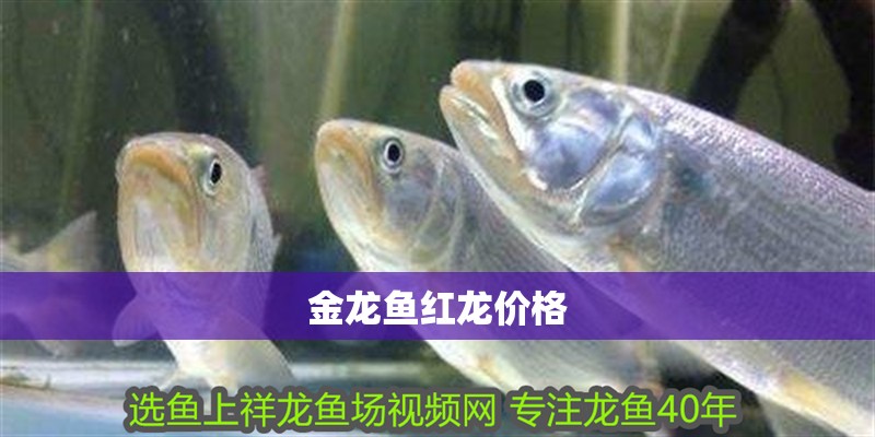 金龍魚紅龍價格