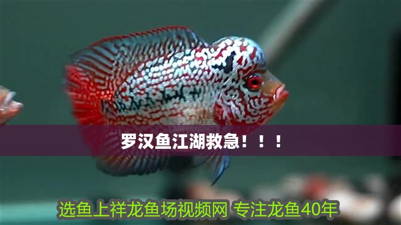 羅漢魚江湖救急！??！