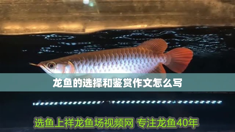 龍魚的選擇和鑒賞作文怎么寫 龍魚的選擇和鑒賞作文怎么寫 龍魚百科 第2張
