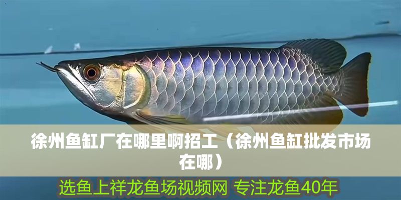 徐州魚缸廠在哪里啊招工（徐州魚缸批發(fā)市場(chǎng)在哪）