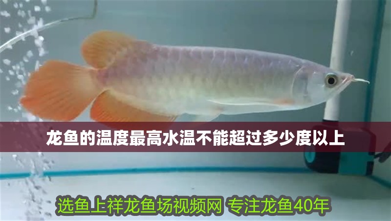 龍魚的溫度最高水溫不能超過多少度以上