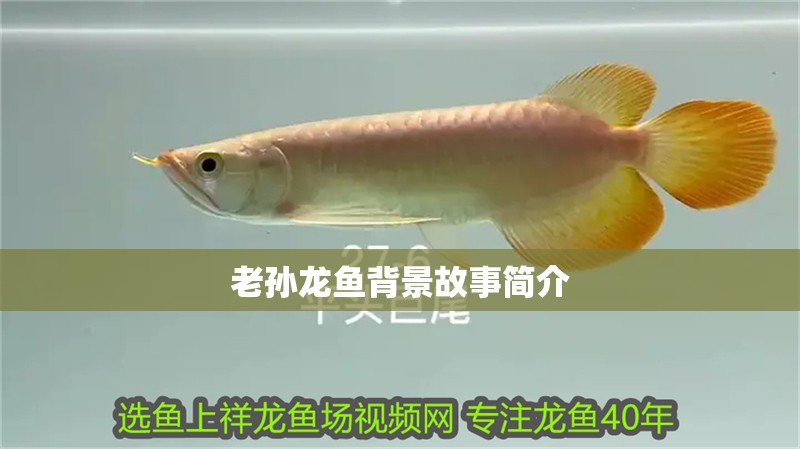 老孫龍魚背景故事簡介