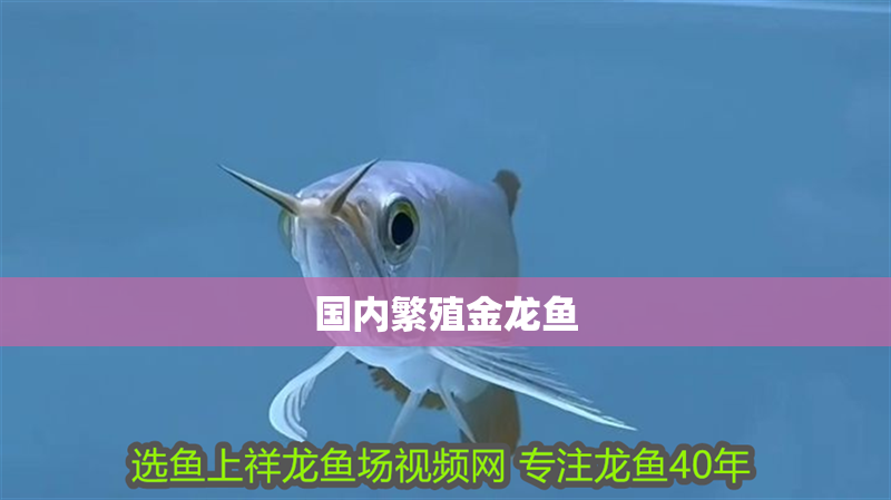 國內繁殖金龍魚