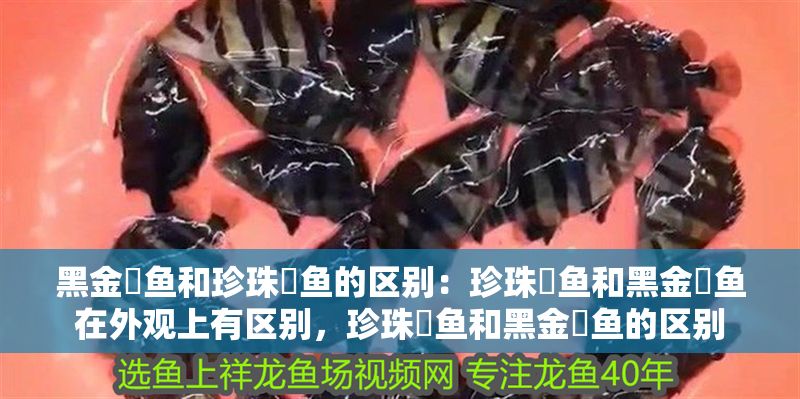黑金魟魚和珍珠魟魚的區(qū)別：珍珠魟魚和黑金魟魚在外觀上有區(qū)別，珍珠魟魚和黑金魟魚的區(qū)別 黑金魟魚和珍珠魟魚的區(qū)別：珍珠魟魚和黑金魟魚在外觀上有區(qū)別，珍珠魟魚和黑金魟魚的區(qū)別 魟魚百科 第2張