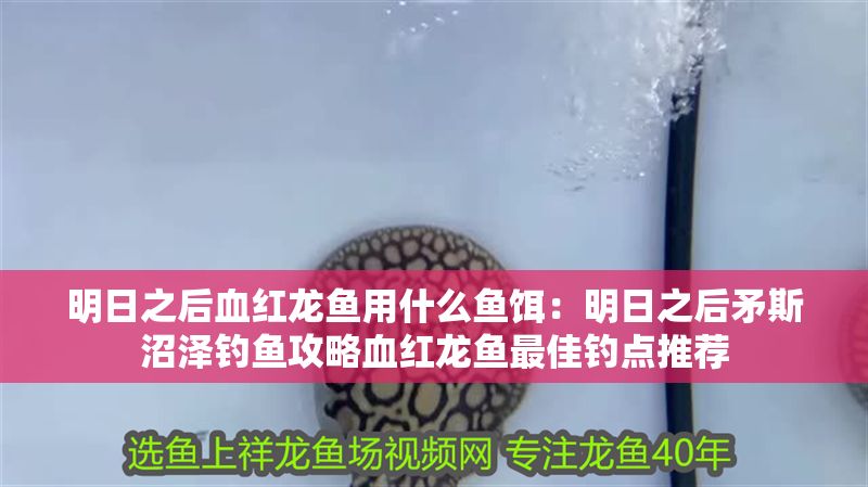 明日之后血紅龍魚用什么魚餌：明日之后矛斯沼澤釣魚攻略血紅龍魚最佳釣點推薦