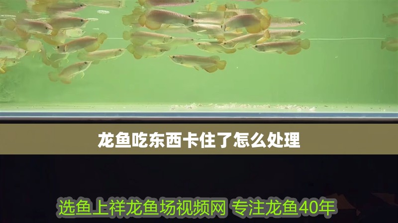 龍魚吃東西卡住了怎么處理