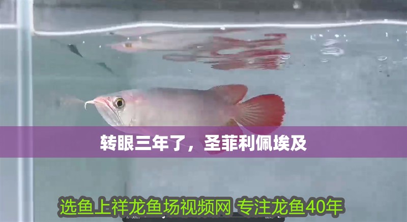 轉眼三年了，圣菲利佩埃及