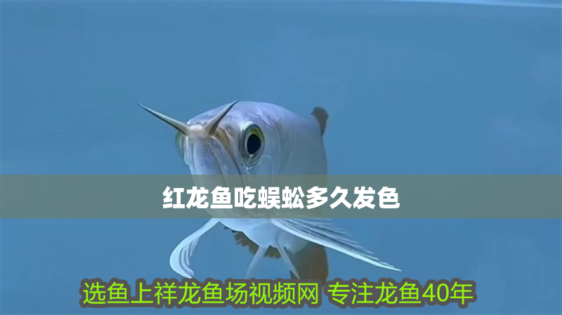 紅龍魚吃蜈蚣多久發色