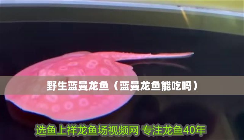野生藍曼龍魚(藍曼龍魚能吃嗎) 元寶鳳凰魚百科 第1張 野生藍曼龍魚(藍曼龍魚能吃嗎) 野生藍曼龍魚(藍曼龍魚能吃嗎) 元寶鳳凰魚百科 第1張