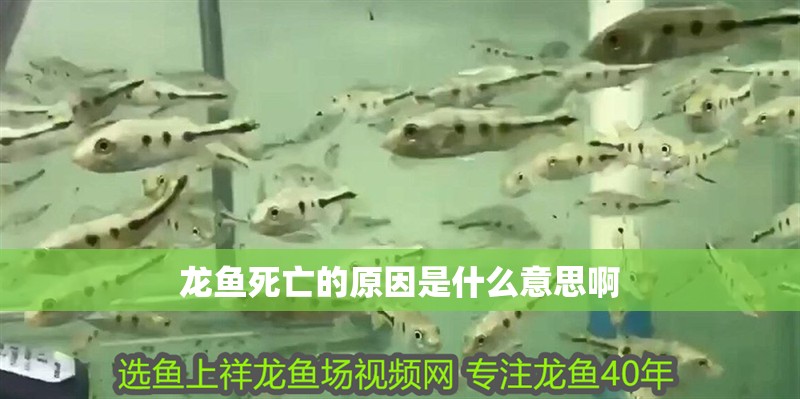 龍魚死亡的原因是什么意思啊