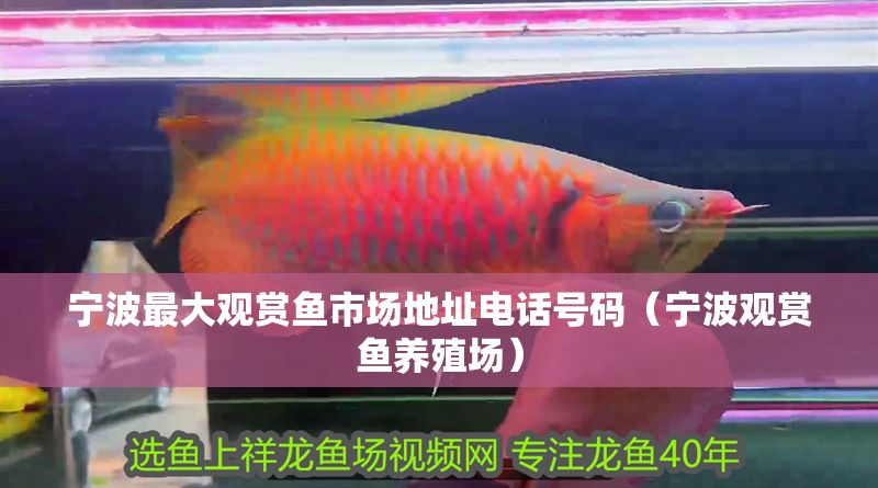 寧波最大觀賞魚市場地址電話號碼（寧波觀賞魚養殖場）