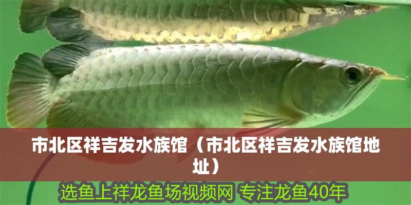 市北區祥吉發水族館（市北區祥吉發水族館地址）