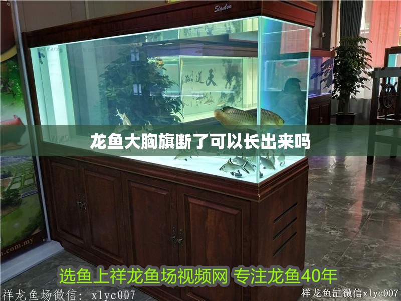 龍魚大胸旗斷了可以長出來嗎