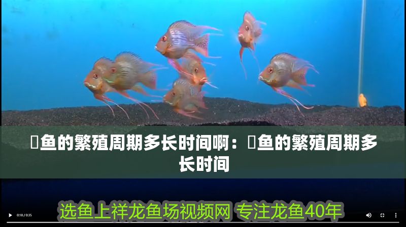 魟魚的繁殖周期多長時間?。呼勽~的繁殖周期多長時間