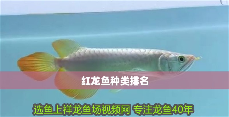 紅龍魚種類排名