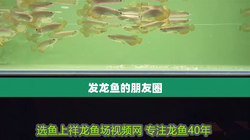 發龍魚的朋友圈