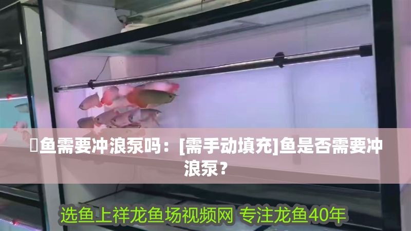 魟魚需要沖浪泵嗎：[需手動填充]魚是否需要沖浪泵？