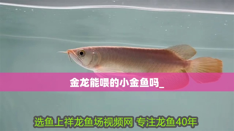 金龍能喂的小金魚嗎_